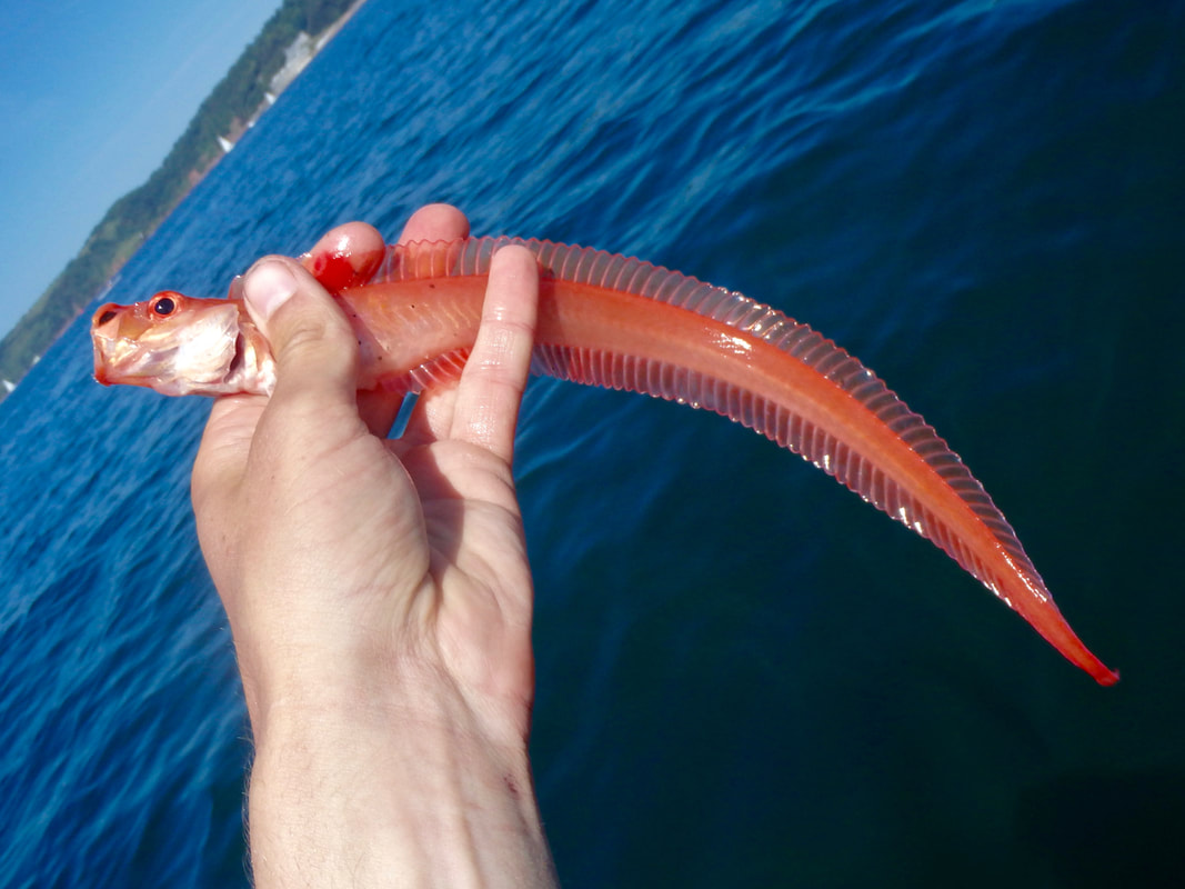 Red Band Fish caught in Plymouth