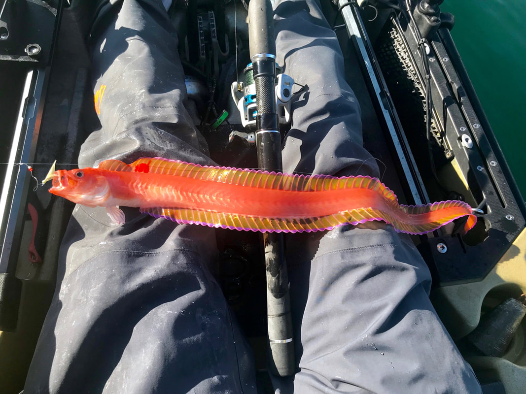 A Red Band Fish caught kayak fishing in Scotland