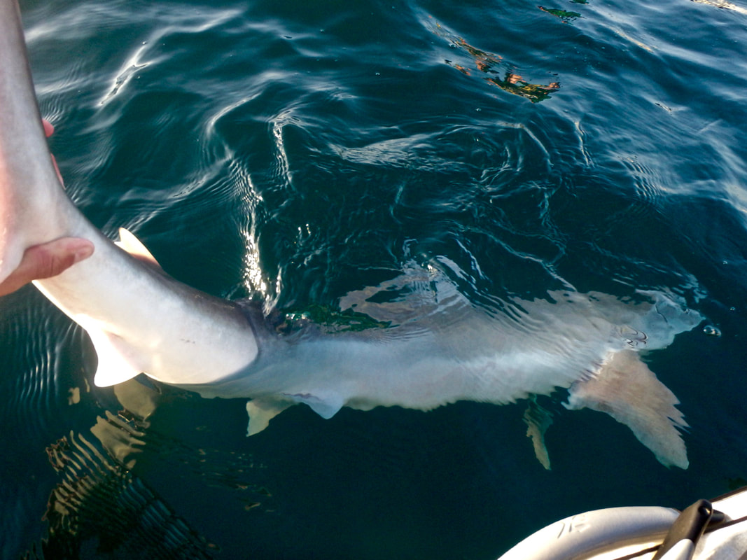 Releasing a Tope Shark from a kayak