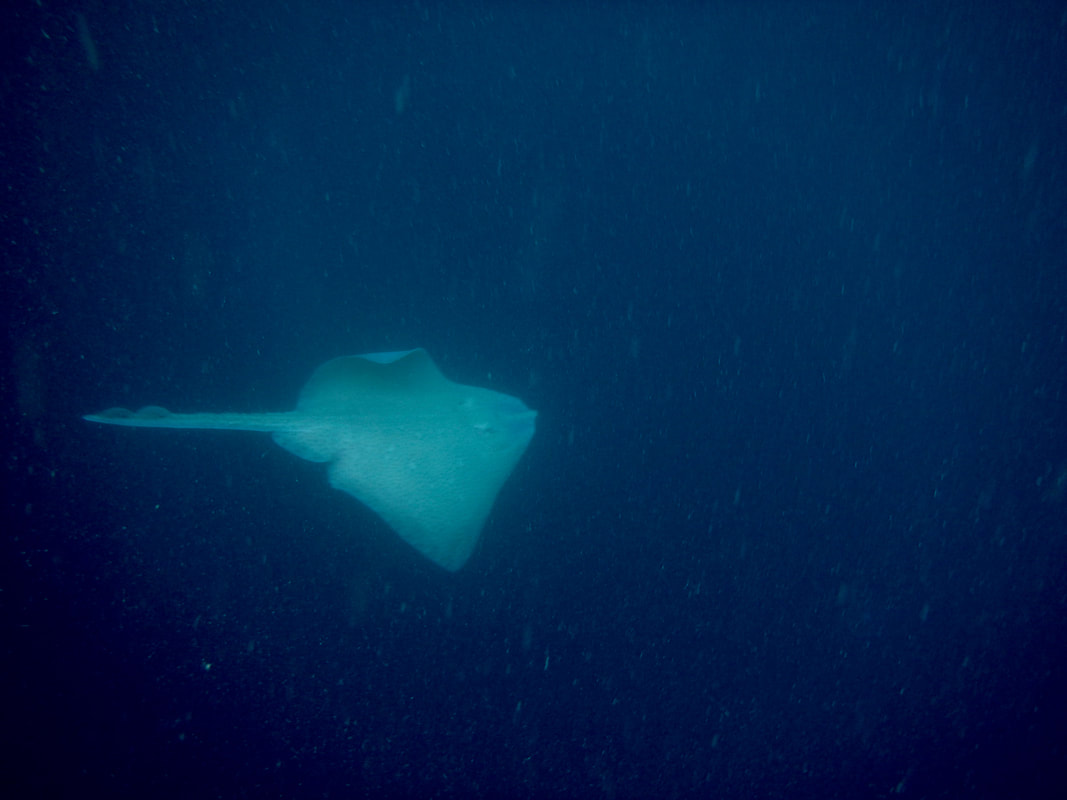 Releasing a Blonde Ray back to the depths - underwater shot