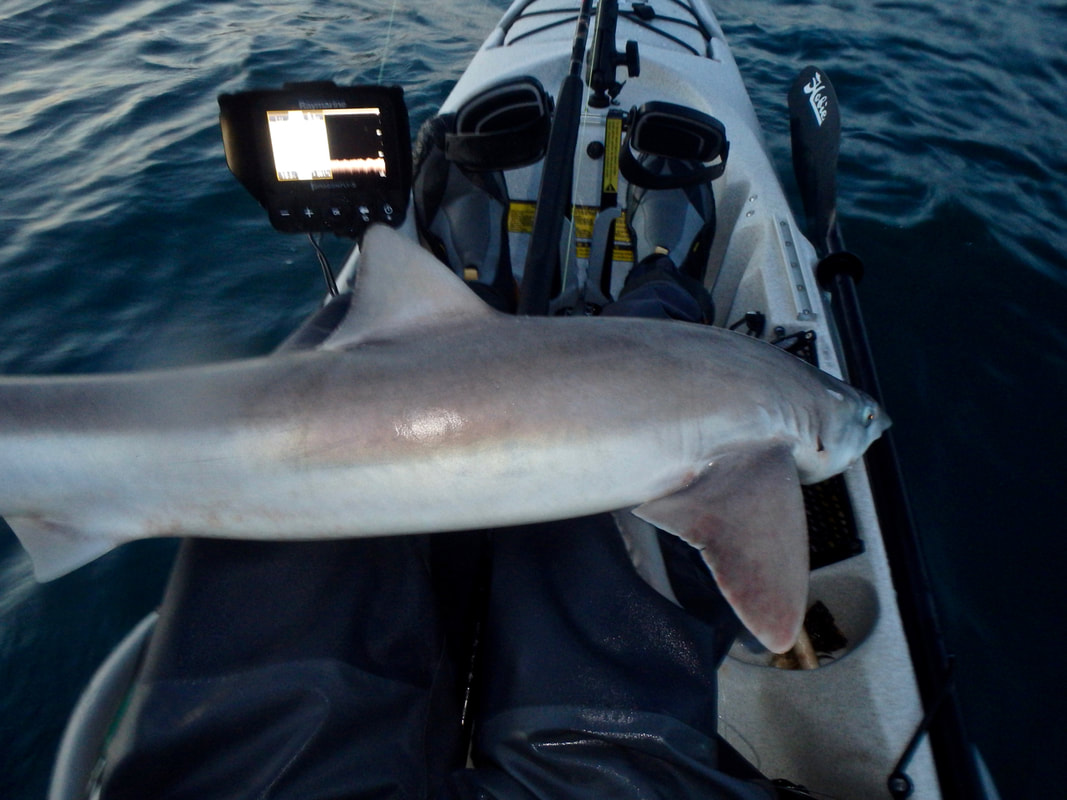 A 20lb Tope on the Hobie Revolution 16