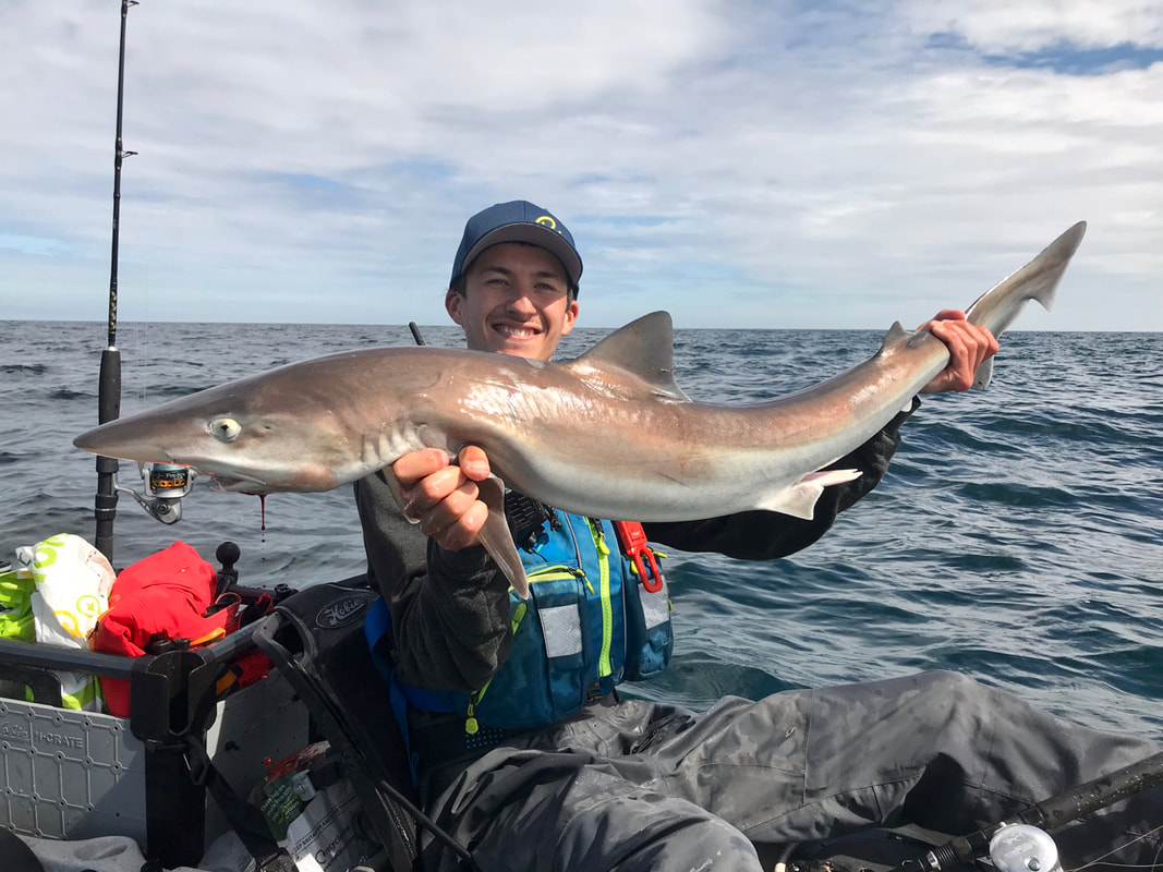 A tope shark captured on a fishing kayak