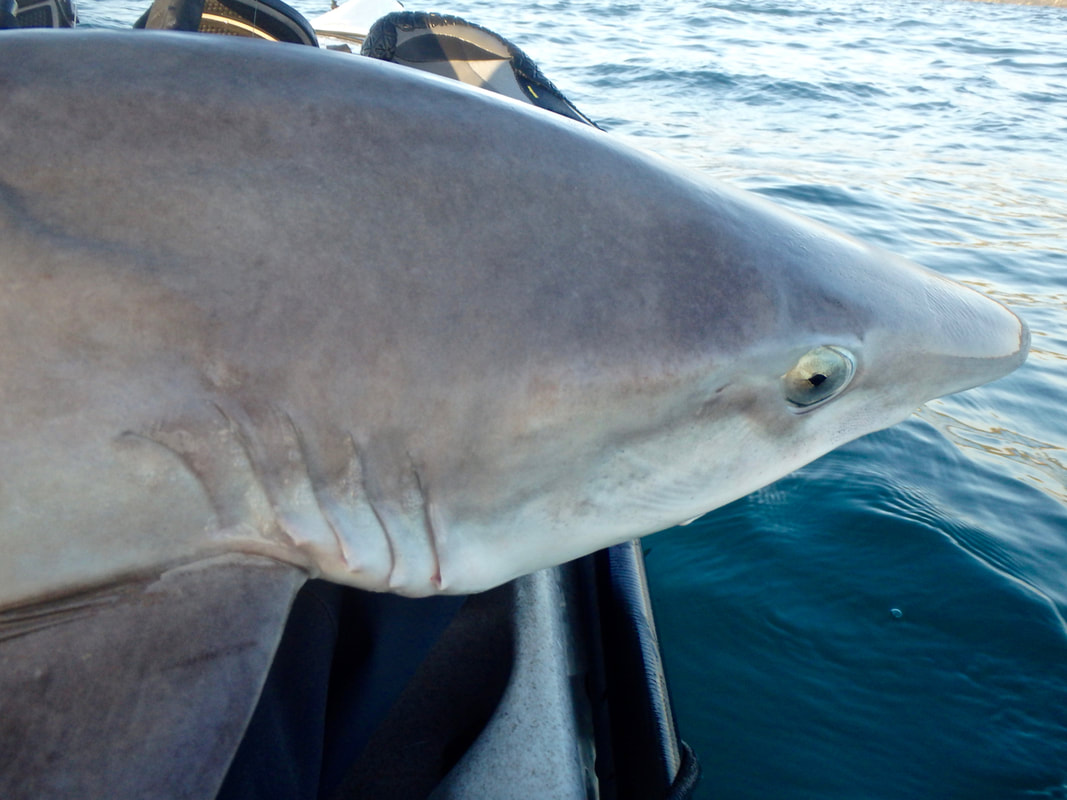 The head of a Tope Shark