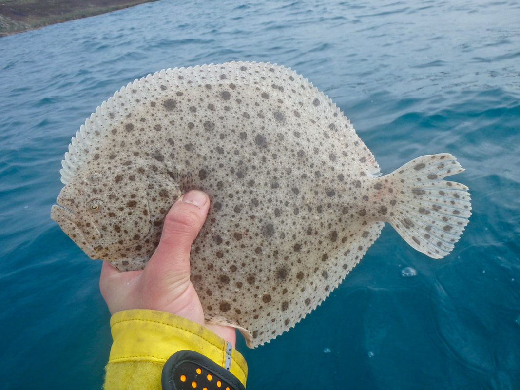 Turbot from the kayak