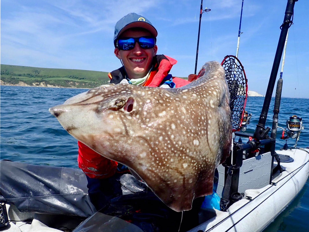 A big Undulate Ray caught by Liam Faisey whilst kayak fishing at Swanage